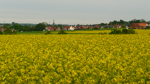 German village seen across field of rapeseed
