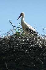 20120528-01_PolishStorkNrChojnice-sml