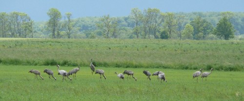 20120602-01_CranesNrOrneta-sml