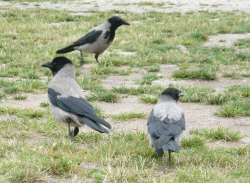 Picture of crows at the campsite
