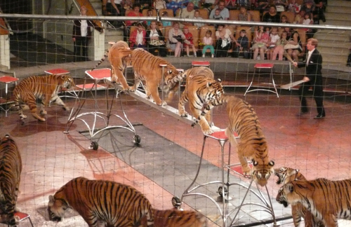 01 - 20120812-23_RU-YekatCircusTigers - sml