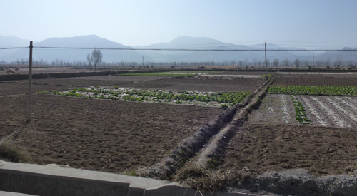The aroma of cabbages filled the air