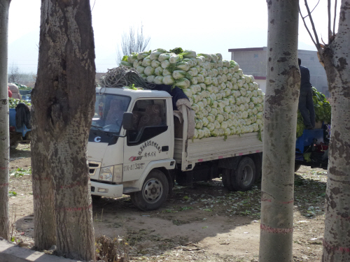 Chinese leaves are bigger in China than in the UK