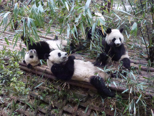 Roly poly pandas
