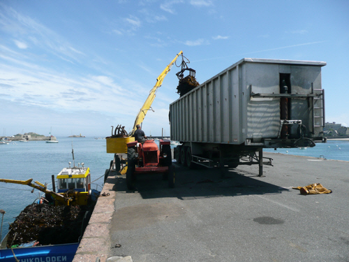 Seaweed being scooped with a large mechanical grab from a boat into a huge trailer on the dock.